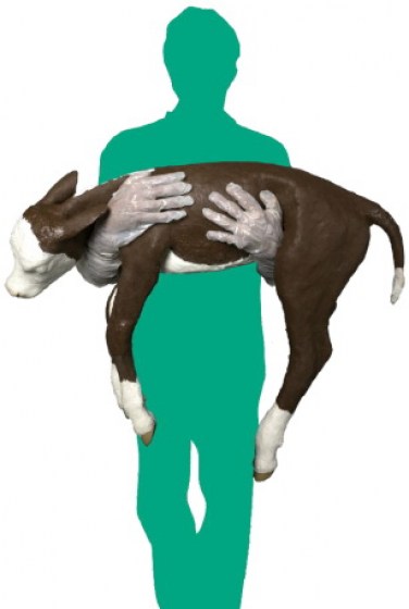 Model telete pro n&aacute;cvik dystokie-1